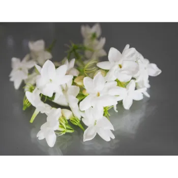 White Cut Flowers
